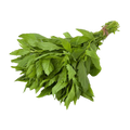EPAZOTE FRESCO